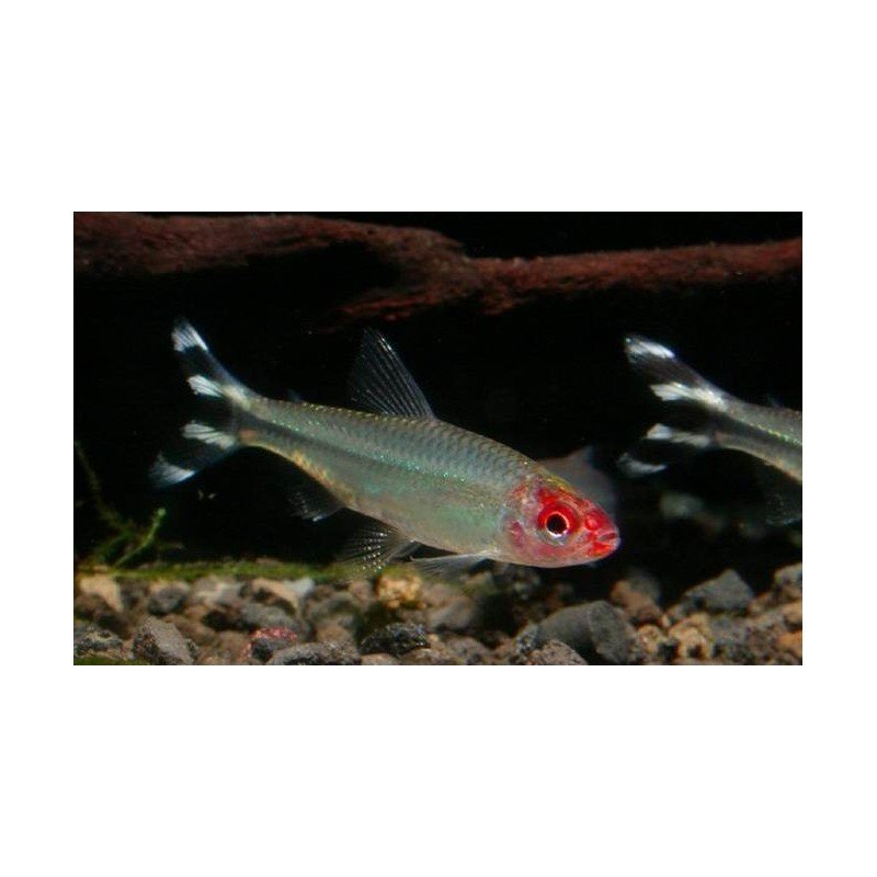 PETITELLA GEORGIAE