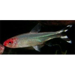PETITELLA GEORGIAE