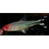 PETITELLA GEORGIAE