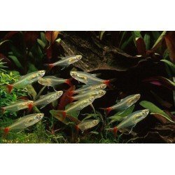PRIONOBRAMA FILIGERA