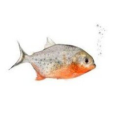 SERRASALMUS/PYGOCENTRUS NATTERERI