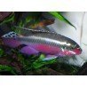 PELVICACHROMIS PULCHER SUPER RED