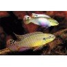 PELVICACHROMIS TAENIATUS KIENKE