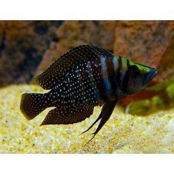 ALTOLAMPROLOGUS CALVUS BLACK