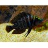 ALTOLAMPROLOGUS CALVUS BLACK