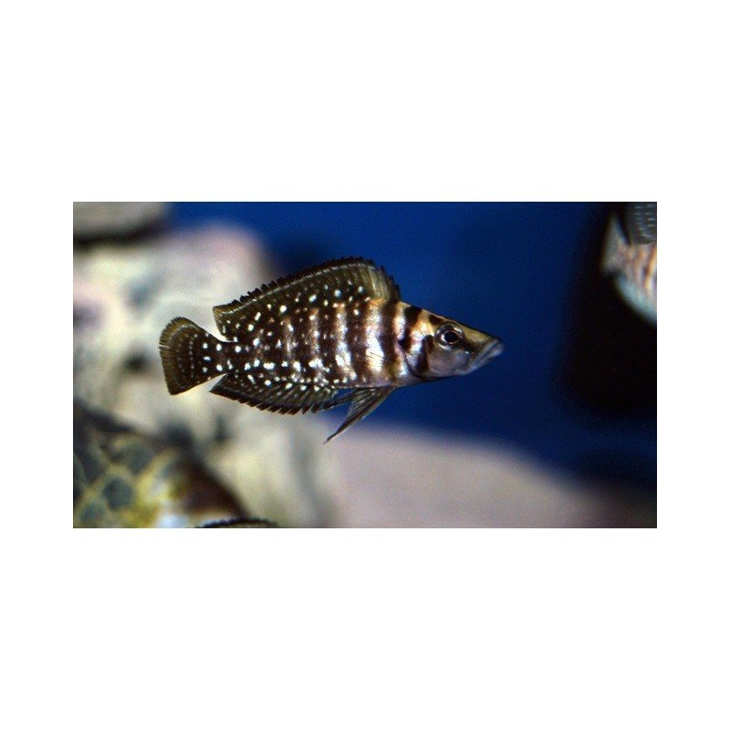 ALTOLAMPROLOGUS CALVUS BLACK PECTORALE