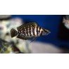 ALTOLAMPROLOGUS CALVUS BLACK PECTORALE