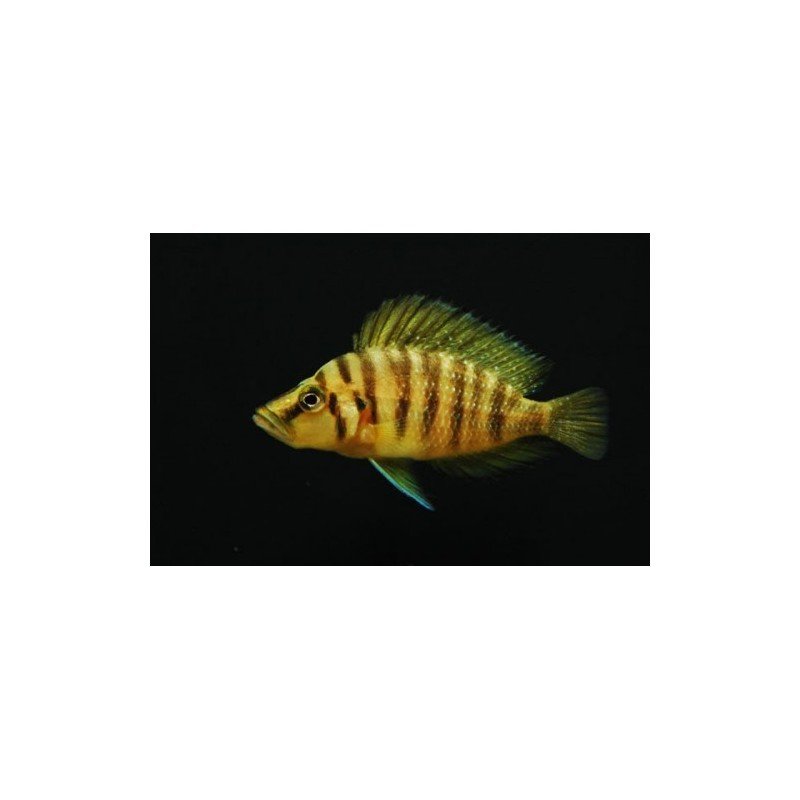 ALTOLAMPROLOGUS COMPRESSICEPS GOLD