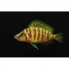 ALTOLAMPROLOGUS COMPRESSICEPS GOLD