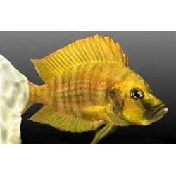 ALTOLAMPROLOGUS COMPRESSICEPS GOLD