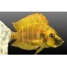 ALTOLAMPROLOGUS COMPRESSICEPS GOLD