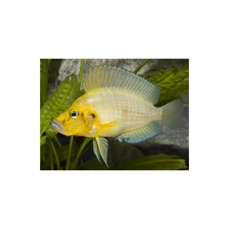 ALTOLAMPROLOGUS COMPRESSICEPS GOLD HEAD