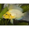 ALTOLAMPROLOGUS COMPRESSICEPS GOLD HEAD