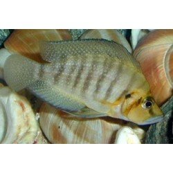 ALTOLAMPROLOGUS COMPRESSICEPS GOLD HEAD