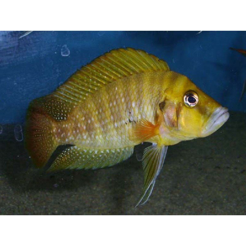 ALTOLAMPROLOGUS COMPRESSICEPS GOMBE