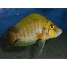 ALTOLAMPROLOGUS COMPRESSICEPS GOMBE
