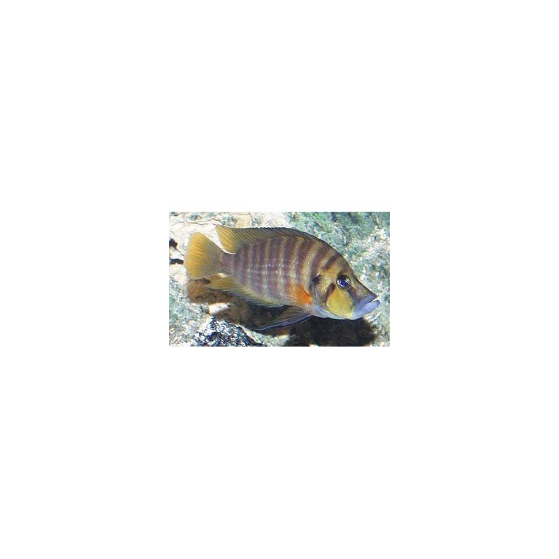 ALTOLAMPROLOGUS COMPRESSICEPS MUTONDWE