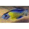 AULONOCARA JACOBFREIBERGI BLUE NEON