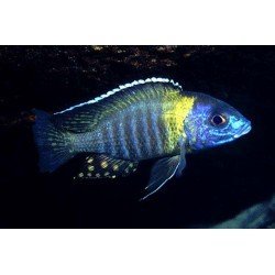 AULONOCARA KORNELIAE