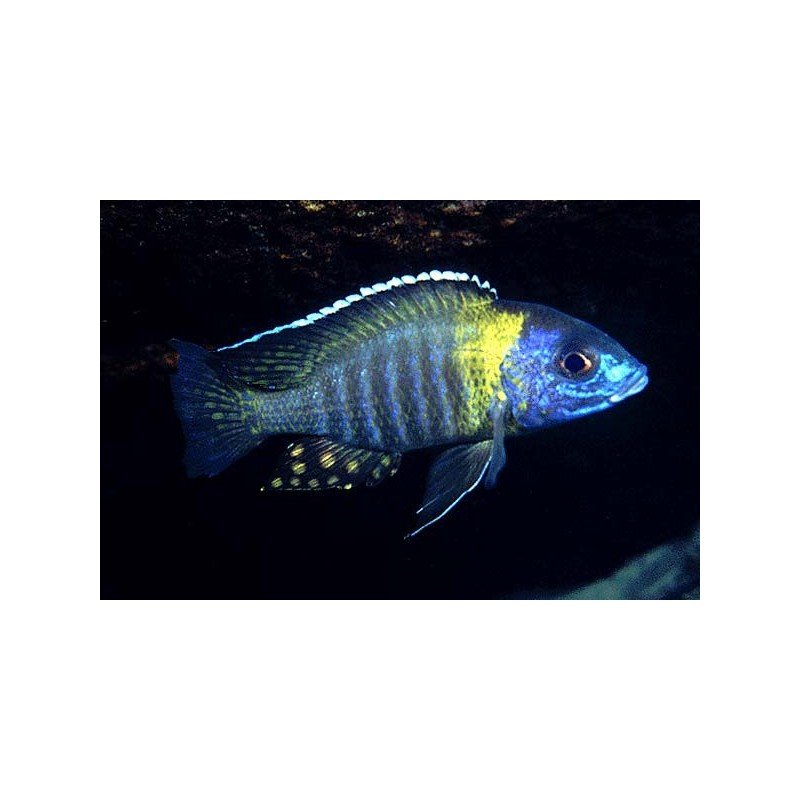 AULONOCARA KORNELIAE