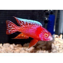 AULONOCARA STRAWBERRY RED EYE SUPER COLOR