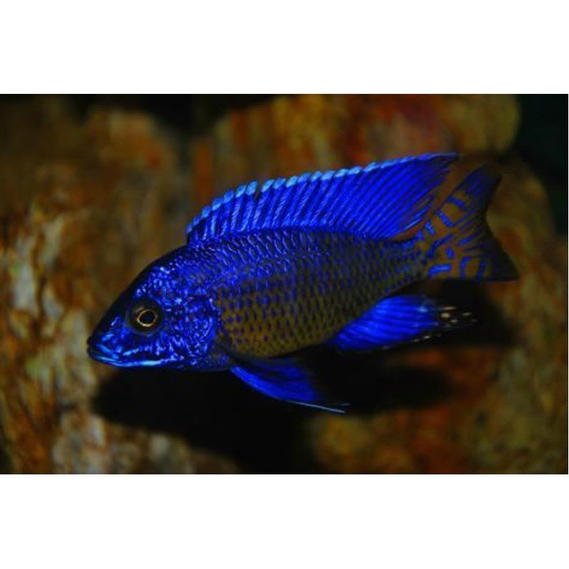AULONOCARA STUARTG. NGARA