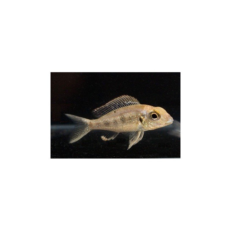 CALLOCHROMIS MACROPS 