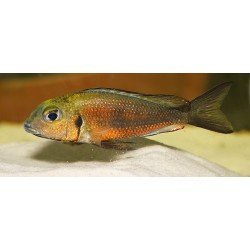 CALLOCHROMIS MACROPS 