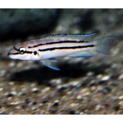 CHALINOCHROMIS BIFRENATUS