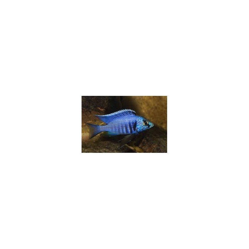 COPADICHROMIS AZUREUS