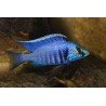 COPADICHROMIS AZUREUS