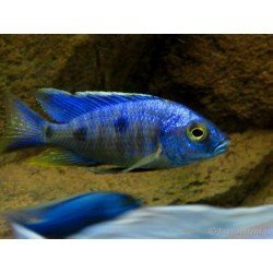 COPADICHROMIS AZUREUS