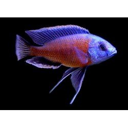 COPADICHROMIS BORLEYI KADANGO RED FIN