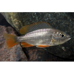 COPADICHROMIS BORLEYI RED FIN