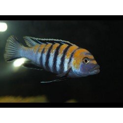 CYNOTILAPIA AFRA COBUE