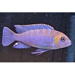 CYNOTILAPIA AFRA COBUE