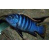 CYNOTILAPIA AFRA RED TOP LIKOMA