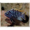 CYNOTILAPIA AFRA RED TOP LIKOMA