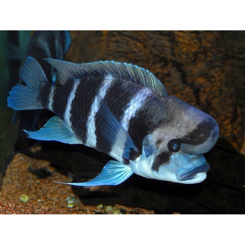 CYPHOTILAPIA FRONTOSA