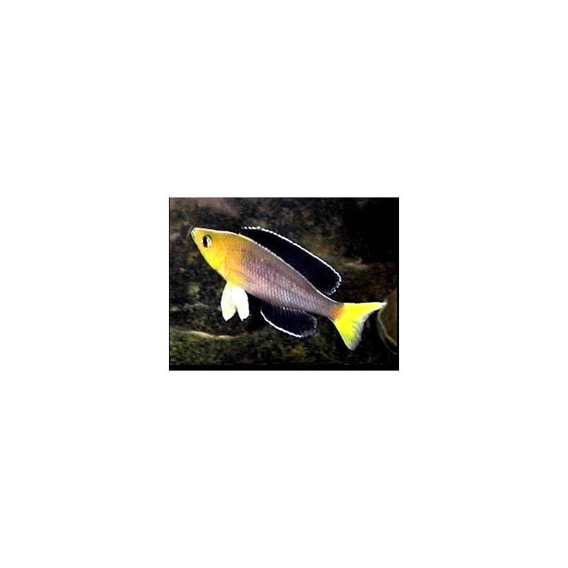 CYPRICHROMIS LEPTOSOMA JUMBO TRICOLOR(ZAMBIA)