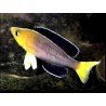 CYPRICHROMIS LEPTOSOMA JUMBO TRICOLOR(ZAMBIA)