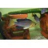 CYPRICHROMIS LEPTOSOMA JUMBO TRICOLOR(ZAMBIA)