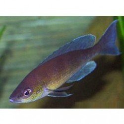 CYPRICHROMIS LEPTOSOMA JUMBO TURQUISE FLAME