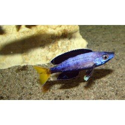 CYPRICHROMIS LEPTOSOMA SPECKLEBACK MOBA