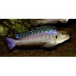 ENANTIOPUS/XENOTILAPIA MELANOGENYS KAREMA