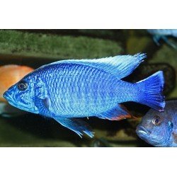 HAPLOCHROMIS AHLI (SCIAENOCHROMIS FRYERI)