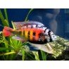 HAPLOCHROMIS SP. CH44