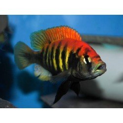 HAPLOCHROMIS/PUNDAMILIA NYEREREI PYTH. ISL