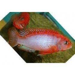 IODOTROPHEUS SPRENGERAE RED