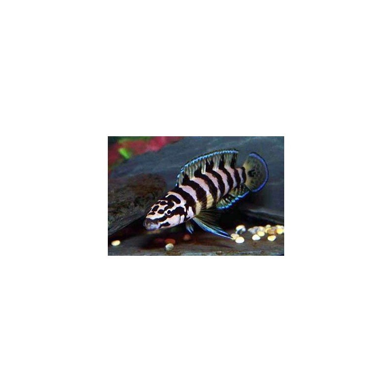 JULIDOCHROMIS TRANSCRIPTUS